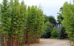 Temple Bamboo (Semiarundinaria Fastuosa) - 3 Gallon Pot (4-6'+) -Home Bloom Garden temple bamboo