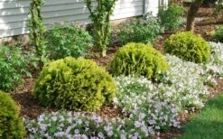 Anna's Magic Ball Arborvitae (Thuja) - 3 Gallon Pot -Home Bloom Garden thuja annas magic ball arborvitae 1