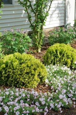 Anna's Magic Ball Arborvitae (Thuja) - 3 Gallon Pot -Home Bloom Garden thuja annas magic ball arborvitae 3