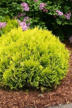 Anna's Magic Ball Arborvitae (Thuja) - 3 Gallon Pot -Home Bloom Garden thuja annas magic ball arborvitae 4
