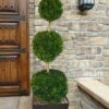 Emerald Green Arborvitae Poodle Tier Topiary (3 Ball) - 5 Gallon Pot -Home Bloom Garden thuja occidentalis emerald green arborvitae 3 ball poodle tier topiary 1