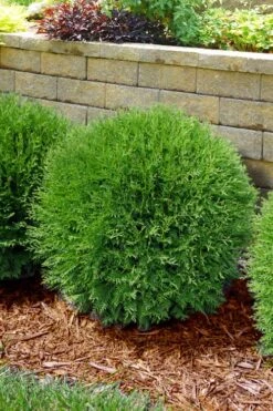 Planet Earth Arborvitae - 3 Gallon Pot -Home Bloom Garden thuja occidentalis planet earth arborvitae 4
