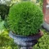 Planet Earth Arborvitae - 3 Gallon Pot 1 Planet Earth Arborvitae - 3 Gallon Pot -Home Bloom Garden thuja occidentalis planet earth arborvitae 6