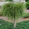 Whipcord Arborvitae (Single Trunk Topiary Tree) - 2 Gallon Pot 1 Whipcord Arborvitae (Single Trunk Topiary Tree) - 2 Gallon Pot -Home Bloom Garden thuja plicata whipcord arbirvitae topiary tree 1