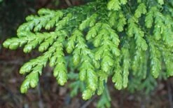 Hiba Arborvitae (Thujopsis Dolabrata) - 3 Gallon Pot -Home Bloom Garden thujopsis dolabrata hiba arborvitae 1
