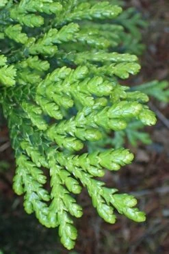 Hiba Arborvitae (Thujopsis Dolabrata) - 3 Gallon Pot -Home Bloom Garden thujopsis dolabrata hiba arborvitae 11