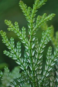 Hiba Arborvitae (Thujopsis Dolabrata) - 3 Gallon Pot -Home Bloom Garden thujopsis dolabrata hiba arborvitae 5