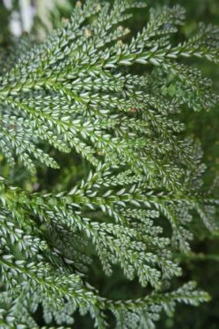 Hiba Arborvitae (Thujopsis Dolabrata) - 3 Gallon Pot -Home Bloom Garden thujopsis dolabrata hiba arborvitae 7