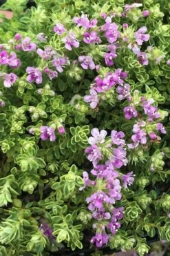Highland Cream Creeping Thyme - 5 Pack Of Quart Pots 13 Highland Cream Creeping Thyme - 5 Pack Of Quart Pots -Home Bloom Garden thyme highland cream 500x750 1