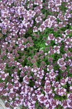 Caborn Wine & Roses Creeping Thyme - 5 Pack Of Quart Pots -Home Bloom Garden thyme wine and roses 500x750 1