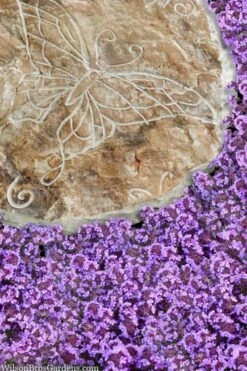 Caborn Wine & Roses Creeping Thyme - 5 Pack Of Pint Pots -Home Bloom Garden thymus caborn wine and roses 2 1