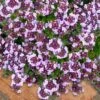 Caborn Wine & Roses Creeping Thyme - 5 Pack Of Quart Pots -Home Bloom Garden thymus caborn wine and roses 3
