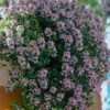 Doone Valley Thyme - 6 Pack Of Pink Pots -Home Bloom Garden thymus citriodorus doon valley 1