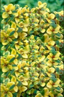 Doone Valley Thyme - 6 Pack Of Pink Pots -Home Bloom Garden thymus citriodorus doone valley 2