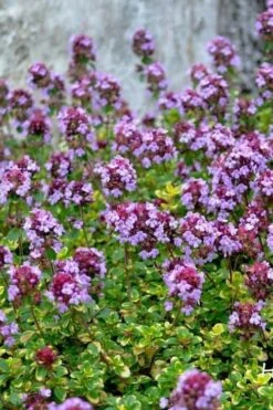 Doone Valley Thyme - 6 Pack Of Pink Pots -Home Bloom Garden thymus citriodorus doone valley 3