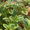 Golden Lemon Thyme - Thymus Citriodorus 'Aurea') - 5 Pack Of Quart Pots -Home Bloom Garden thymus citriodorus golden lemon thyme 1