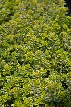 Golden Lemon Thyme - Thymus Citriodorus 'Aurea') - 5 Pack Of Quart Pots -Home Bloom Garden thymus citriodorus golden lemon thyme 3