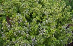 Golden Lemon Thyme - Thymus Citriodorus 'Aurea') - 5 Pack Of Quart Pots -Home Bloom Garden thymus citriodorus golden lemon thyme 4