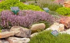 Spicy Orange Thyme - 6 Pack Of Pint Pots 11 Spicy Orange Thyme - 6 Pack Of Pint Pots -Home Bloom Garden thymus citriodorus golden lemon thyme 5