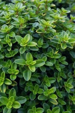 Lemon Creeping Thyme - 5 Pack Of Quart Pots -Home Bloom Garden thymus citrriodorus lemon thyme 1