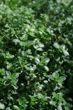 Lemon Creeping Thyme - 5 Pack Of Quart Pots -Home Bloom Garden thymus citrriodorus lemon thyme 2