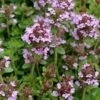 Lemon Creeping Thyme - 6 Pack Of Pint Pots -Home Bloom Garden thymus citrriodorus lemon thyme 3
