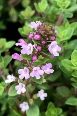 Lemon Creeping Thyme - 5 Pack Of Quart Pots -Home Bloom Garden thymus citrriodorus lemon thyme 5