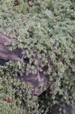 Woolly Creeping Thyme (Thymus Lanuginosis) - 6 Pack Of Pint Pots 21 Woolly Creeping Thyme (Thymus Lanuginosis) - 6 Pack Of Pint Pots -Home Bloom Garden thymus lanuginosis wooly thyme 11 1