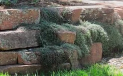 Woolly Creeping Thyme (Thymus Lanuginosis) - 6 Pack Of Pint Pots 15 Woolly Creeping Thyme (Thymus Lanuginosis) - 6 Pack Of Pint Pots -Home Bloom Garden thymus lanuginosis wooly thyme 4 1