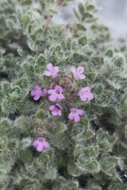 Woolly Creeping Thyme (Thymus Lanuginosis) - 5 Pack Of Pint Pots 16 Woolly Creeping Thyme (Thymus Lanuginosis) - 5 Pack Of Pint Pots -Home Bloom Garden thymus lanuginosis wooly thyme 5