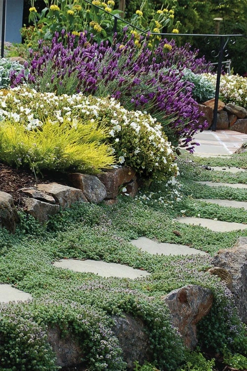 Woolly Creeping Thyme (Thymus Lanuginosis) - 5 Pack Of Pint Pots 3 Woolly Creeping Thyme (Thymus Lanuginosis) - 5 Pack Of Pint Pots