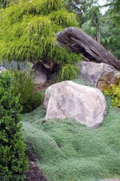 Woolly Creeping Thyme (Thymus Lanuginosis) - 5 Pack Of Pint Pots 18 Woolly Creeping Thyme (Thymus Lanuginosis) - 5 Pack Of Pint Pots -Home Bloom Garden thymus lanuginosis wooly thyme 8