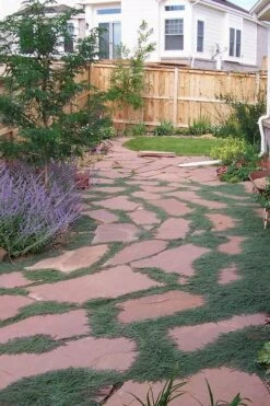 Woolly Creeping Thyme (Thymus Lanuginosis) - 5 Pack Of Pint Pots 19 Woolly Creeping Thyme (Thymus Lanuginosis) - 5 Pack Of Pint Pots -Home Bloom Garden thymus lanuginosis wooly thyme 9