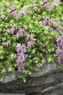 Highland Cream Creeping Thyme - 5 Pack Of Quart Pots 11 Highland Cream Creeping Thyme - 5 Pack Of Quart Pots -Home Bloom Garden thymus praecox highland creeping thyme 1