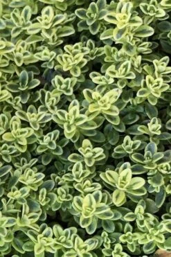 Highland Cream Creeping Thyme - 5 Pack Of Quart Pots 12 Highland Cream Creeping Thyme - 5 Pack Of Quart Pots -Home Bloom Garden thymus praecox highland creeping thyme 4