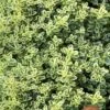 Highland Cream Creeping Thyme - 5 Pack Of Quart Pots 2 Highland Cream Creeping Thyme - 5 Pack Of Quart Pots -Home Bloom Garden thymus praecox highland creeping thyme 6