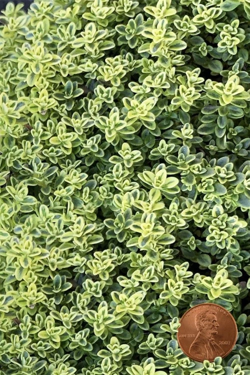 Highland Cream Creeping Thyme - 5 Pack Of Quart Pots 3 Highland Cream Creeping Thyme - 5 Pack Of Quart Pots
