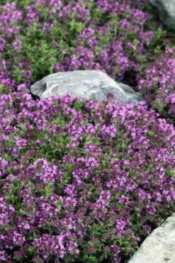 Magic Carpet Creeping Thyme (Thymus Serpyllum) - 6 Pack Of Pint Pots -Home Bloom Garden thymus serpyllum magic carpet creeping thyme 2
