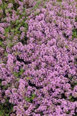 Magic Carpet Creeping Thyme (Thymus Serpyllum) - 6 Pack Of Pint Pots -Home Bloom Garden thymus serpyllum magic carpet creeping thyme 7
