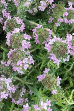 Spicy Orange Thyme - 6 Pack Of Pint Pots 12 Spicy Orange Thyme - 6 Pack Of Pint Pots -Home Bloom Garden thymus spicy orange thyme 11