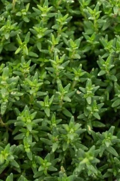 English Thyme (Thymus Vulgaris) - 6 Pack Of Pint Pots -Home Bloom Garden thymus vulgaris english thyme 2