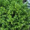English Thyme (Thymus Vulgaris) - 6 Pack Of Pint Pots -Home Bloom Garden thymus vulgaris english thyme 3