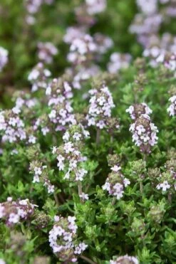 English Thyme (Thymus Vulgaris) - 6 Pack Of Pint Pots -Home Bloom Garden thymus vulgaris english thyme 4