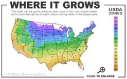 Corinne Clematis - 1 Gallon Pot -Home Bloom Garden usda zone map