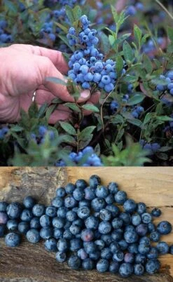 Wild Lowbush Blueberry Plant - 1 Gallon -Home Bloom Garden vaccinium angustifolium low bush blueberry 10