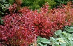 Wild Lowbush Blueberry Plant - 1 Gallon -Home Bloom Garden vaccinium angustifolium low bush blueberry 2