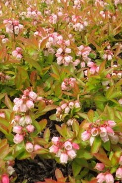 Wild Lowbush Blueberry Plant - 1 Gallon -Home Bloom Garden vaccinium angustifolium low bush blueberry 4