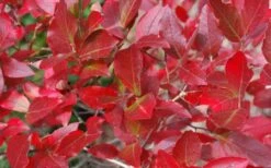 Wild Lowbush Blueberry Plant - 1 Gallon -Home Bloom Garden vaccinium angustifolium low bush blueberry 6