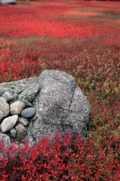 Wild Lowbush Blueberry Plant - 1 Gallon -Home Bloom Garden vaccinium angustifolium low bush blueberry 7