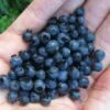 Wild Lowbush Blueberry Plant - 1 Gallon -Home Bloom Garden vaccinium angustifolium low bush blueberry 8